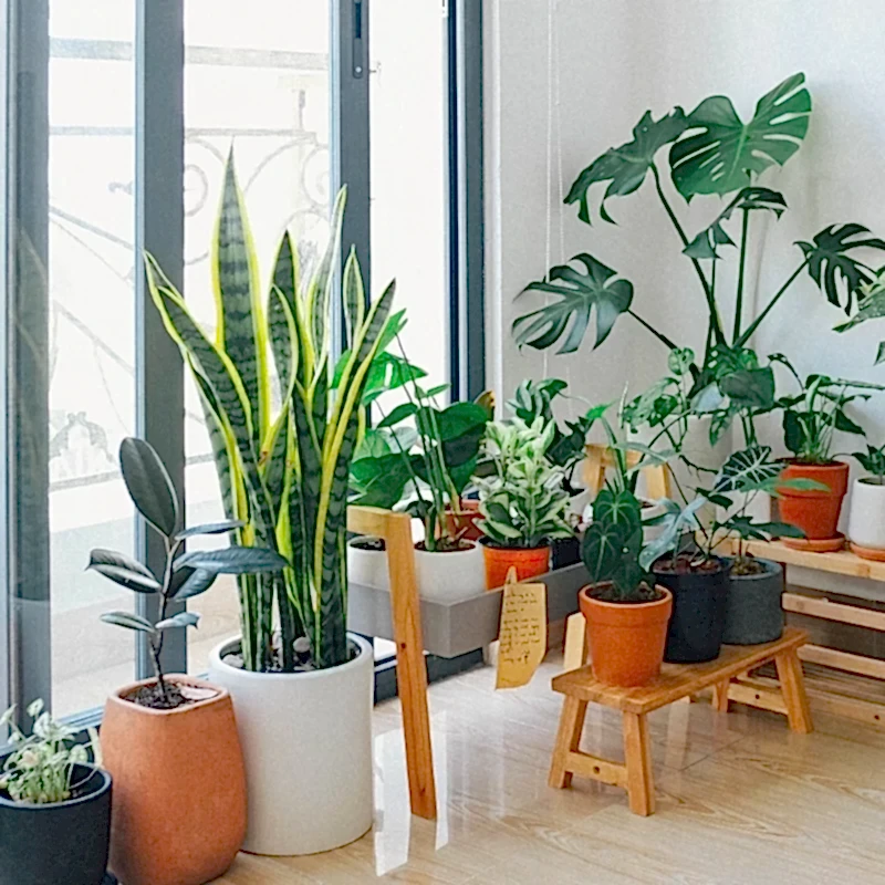 İç ve Dış Mekan Saksı Bitkileri