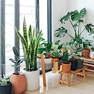 İç ve Dış Mekan Saksı Bitkileri